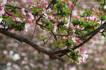 海棠花 海棠花开 花卉 花朵