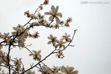 玉兰花 白玉兰 花卉 花朵