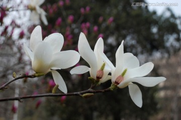 玉兰花 白玉兰 花卉 花朵