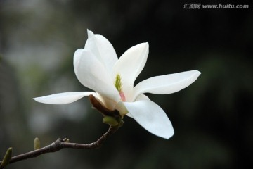 玉蘭花 白玉蘭 花卉 花朵