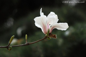 玉兰花 粉玉兰 花卉 花朵