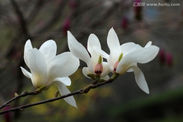 玉兰花 白玉兰 花卉 花朵