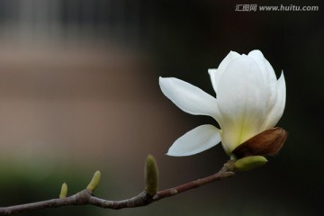 玉兰花 白玉兰 花卉 花朵