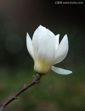 玉兰花 白玉兰 花卉 花朵