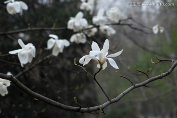 玉兰花 白玉兰 花卉 花朵