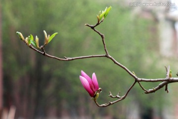 玉兰花 紫玉兰 花卉 花朵