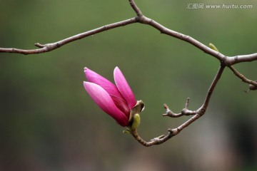 玉兰花 紫玉兰 花卉 花朵