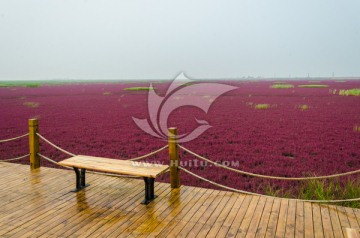 盘锦红海滩景区