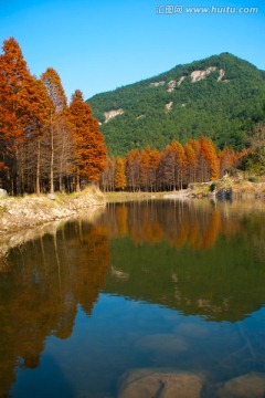 水杉林