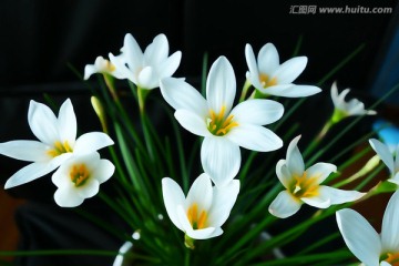 電腦水彩畫 花韻