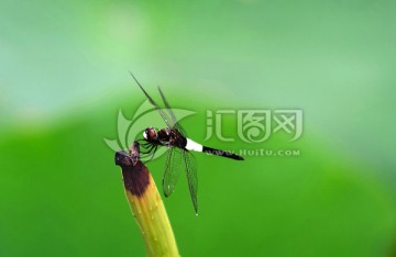 玉带蜻