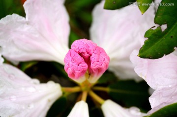 杜鹃花 花蕾