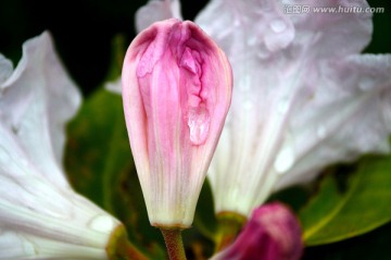 杜鹃花瓣