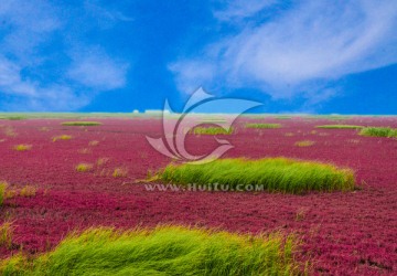 盘锦红海滩 红海滩风景区