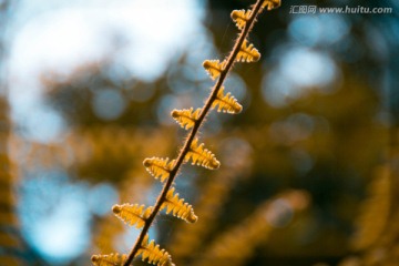 蕨类植物