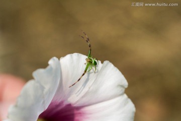 花朵上的蜘蛛