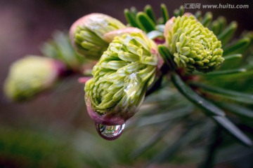 花瓣上的水珠