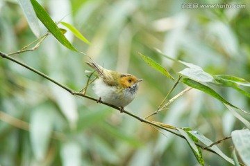 棕脸鹟莺