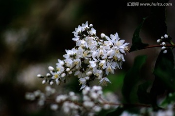 野花