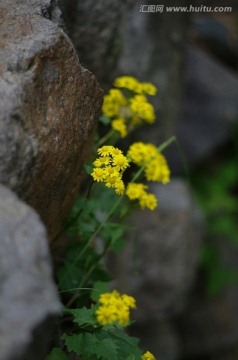 野菊花