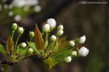 花蕾