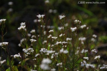 小白花