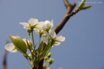 梨花