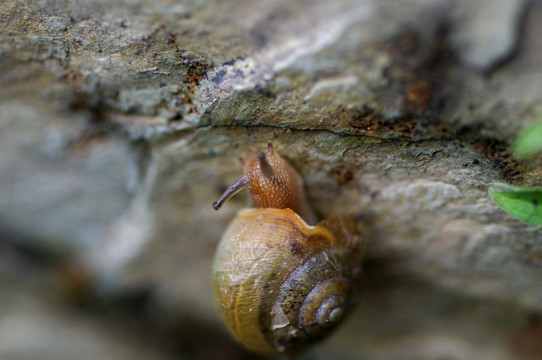 石壁上的蜗牛