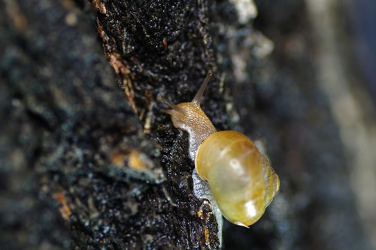 爬树的小蜗牛