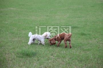 泰迪犬 比熊犬 小型犬