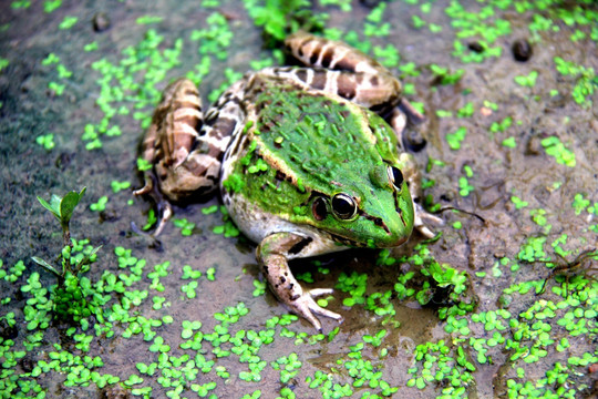 田鸡