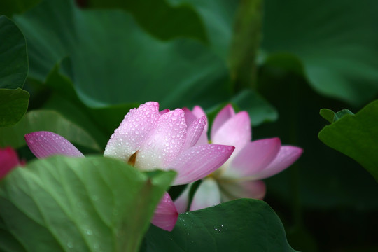 粉红色荷花