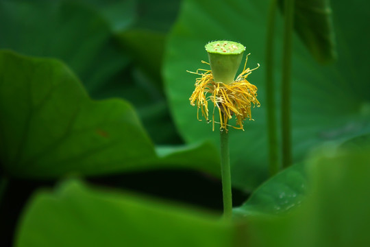 荷花莲蓬