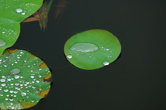 荷叶 水滴