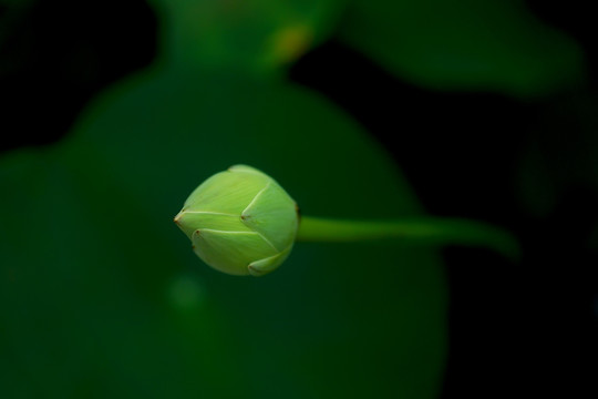 荷花花苞