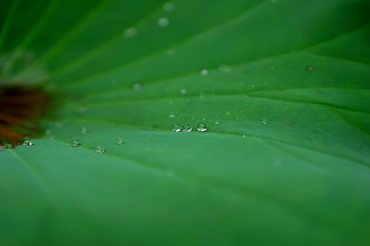 荷叶 水滴