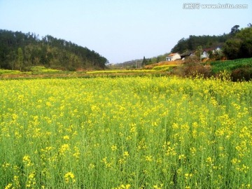 开满油菜花的田野