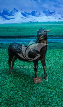 苏门羚羊标本 动物标本