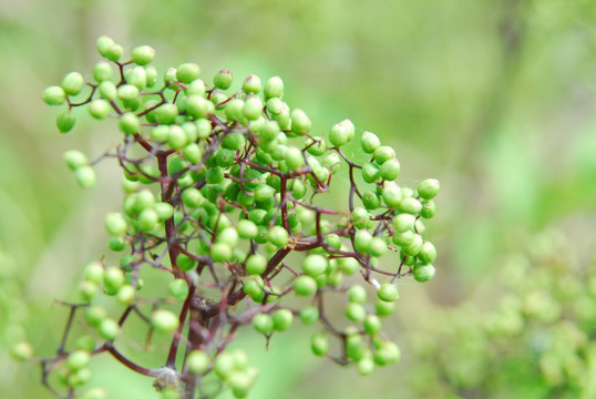 紫橞櫆 树木花草