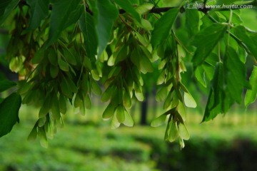 茶条树籽