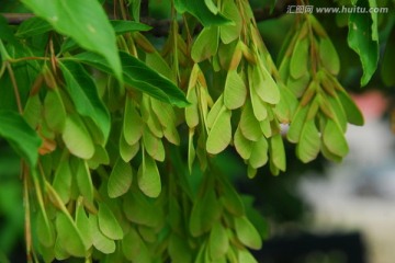 茶条槭