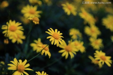 野菊花