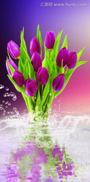 紫色郁金香 未分层