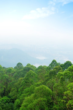 云霧森林