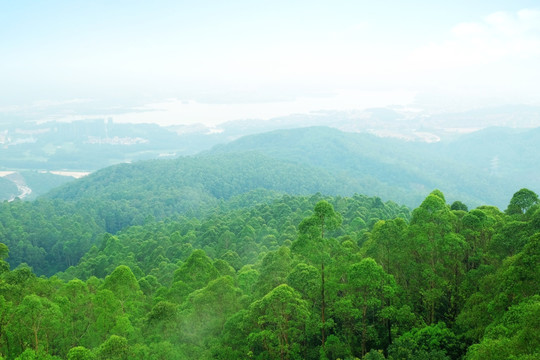 东莞水濂山森林公园