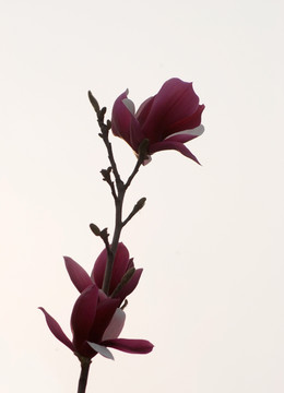 玉兰花 紫玉兰 花卉 花朵