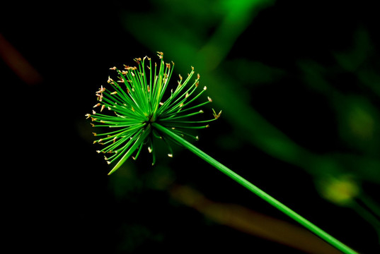 细针花