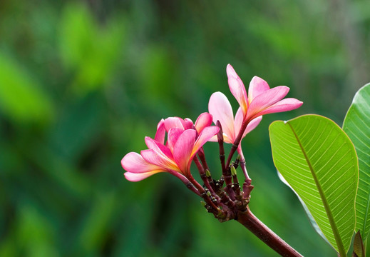 盛开鲜花