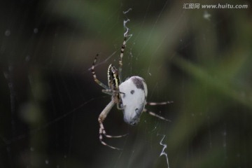 被蛛网缠住的蝴蝶