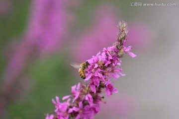 紫色的花和蜜蜂